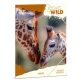 Ars Una Icons of the Wild-Giraffes 25 (5505) A4 gumis mappa